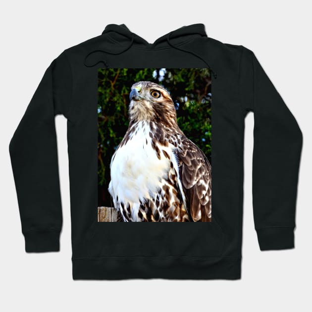Adult Red Tailed Hawk Hoodie by Scubagirlamy